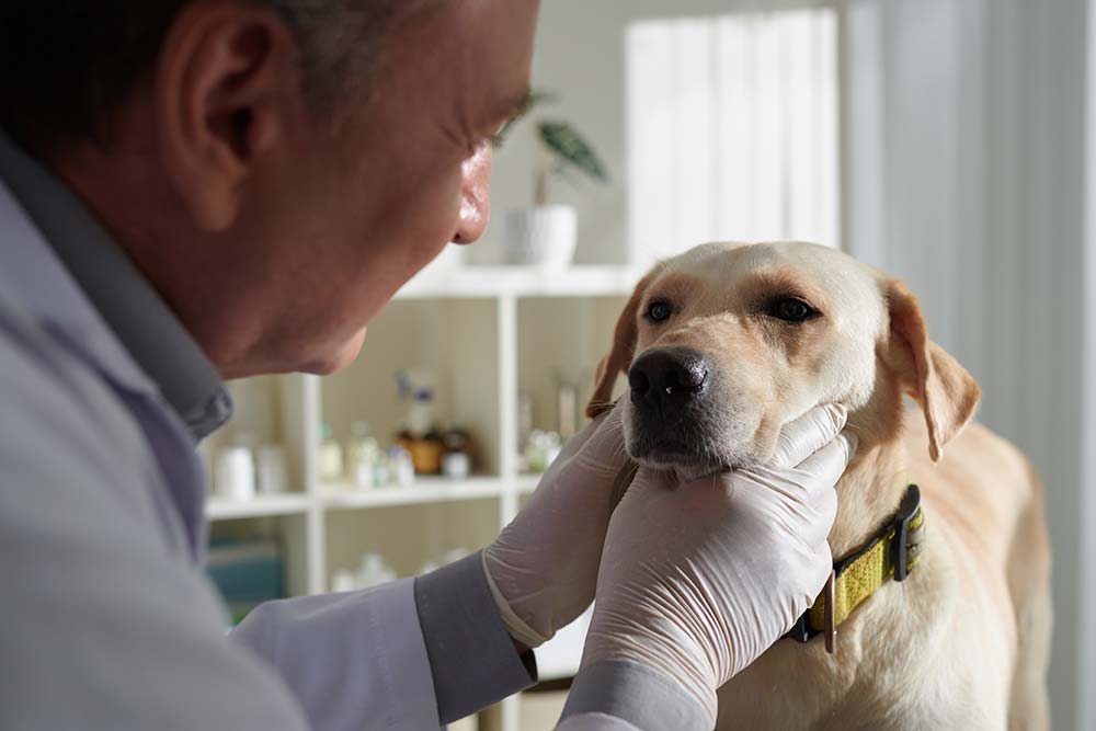 Diagnosi e trattamento dei tumori nasali