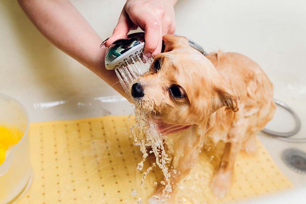 Et si vous ne respectez pas hygiene de votre chien