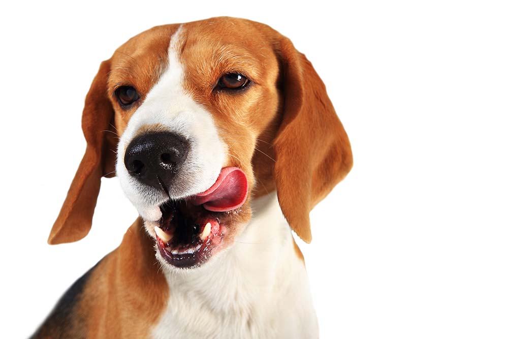 Foxhound inglese nutrire