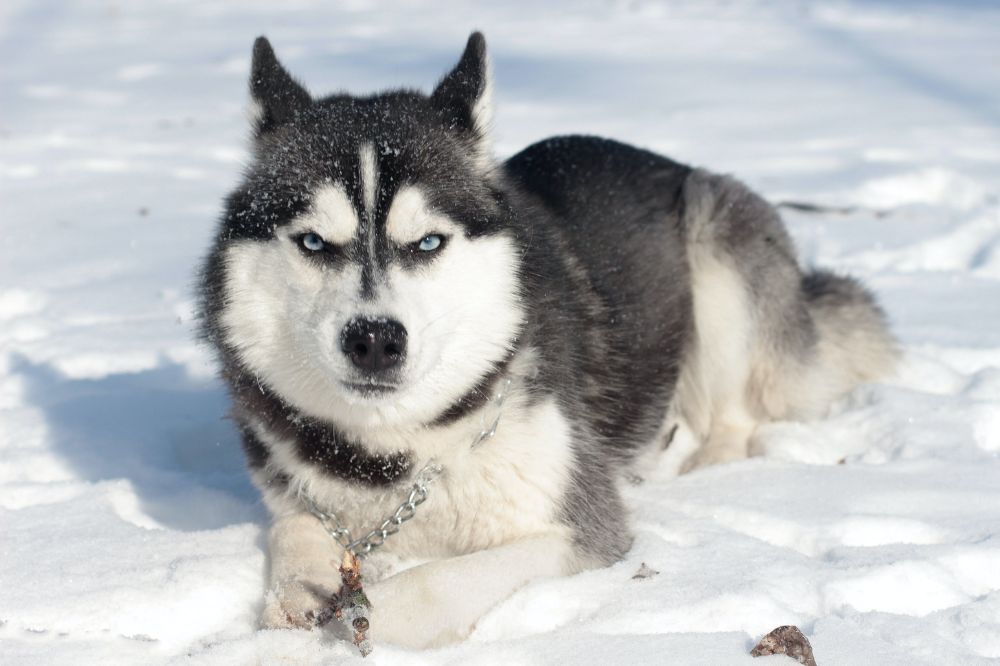 Haski Siberiano