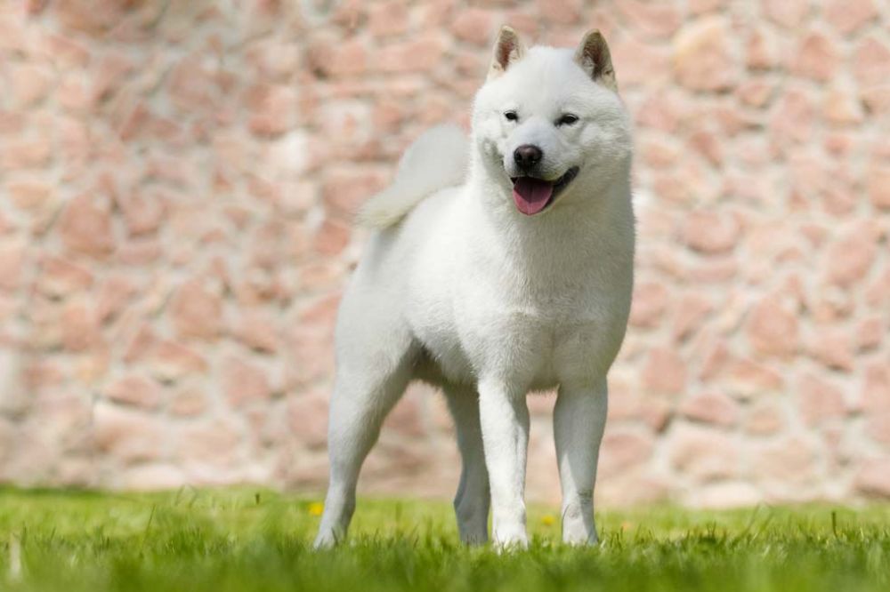 Hokkaido Inu