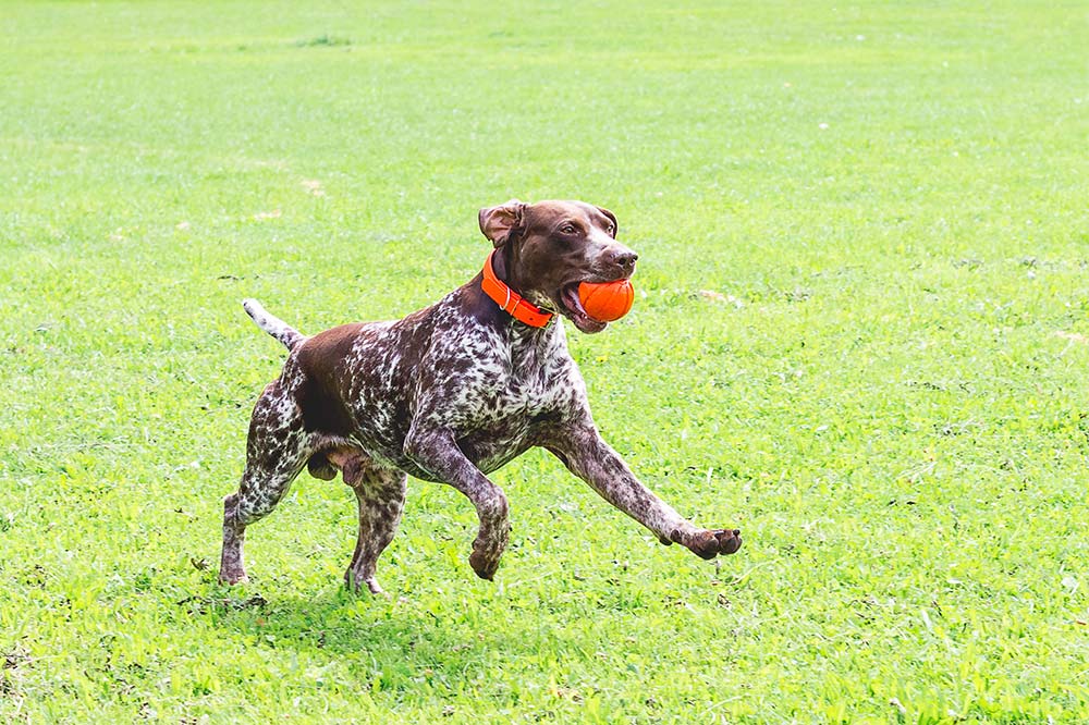 I benefici della dieta BARF per il tuo cane