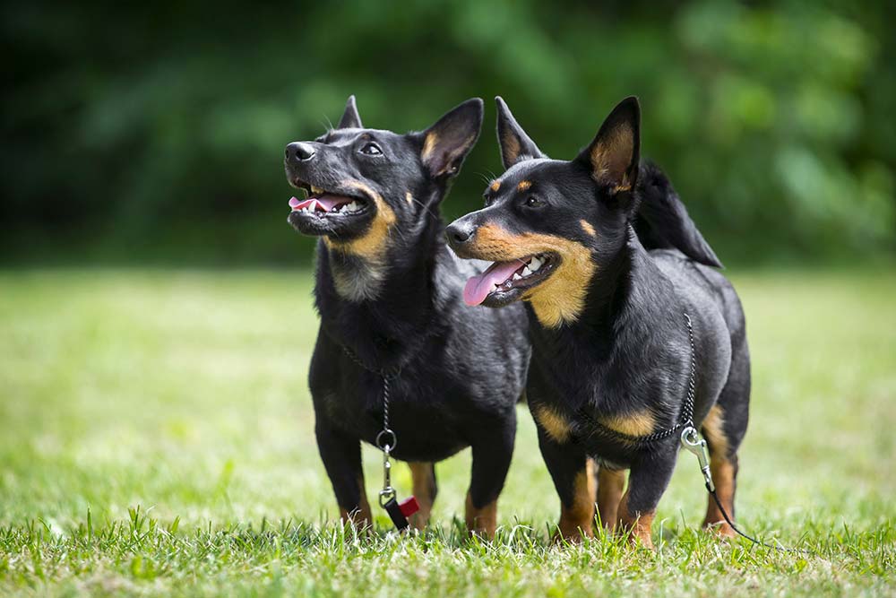 Il carattere del Lancashire Heeler
