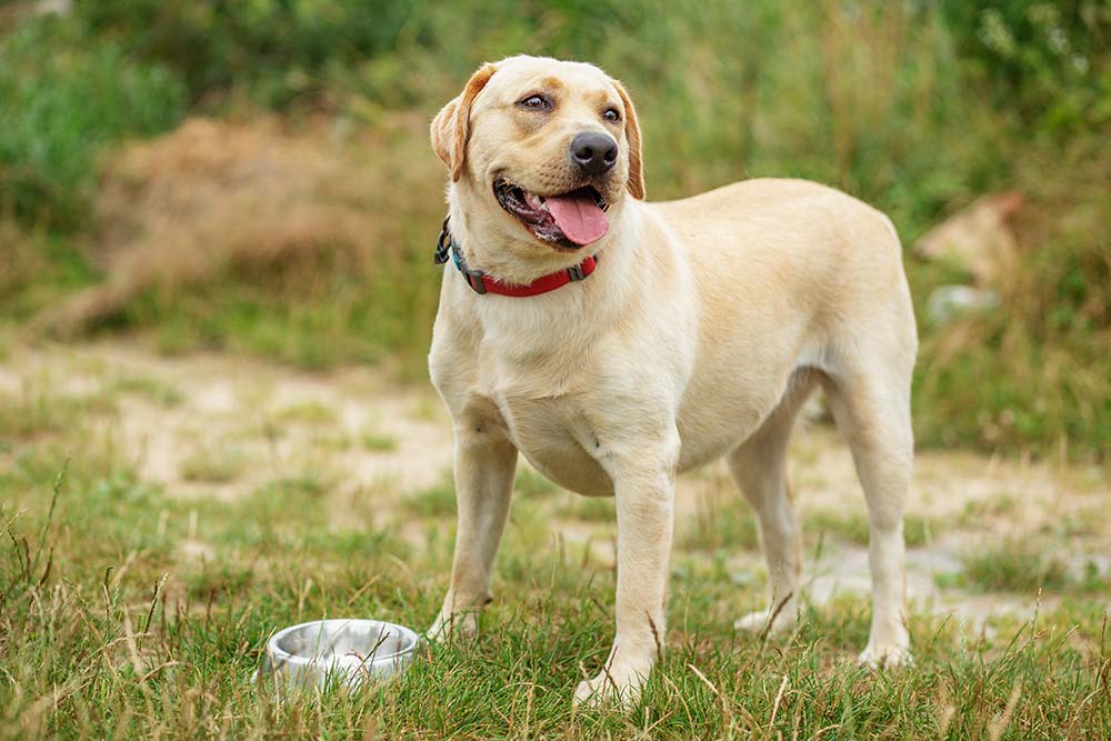 Il mio cane non mangia con caldo