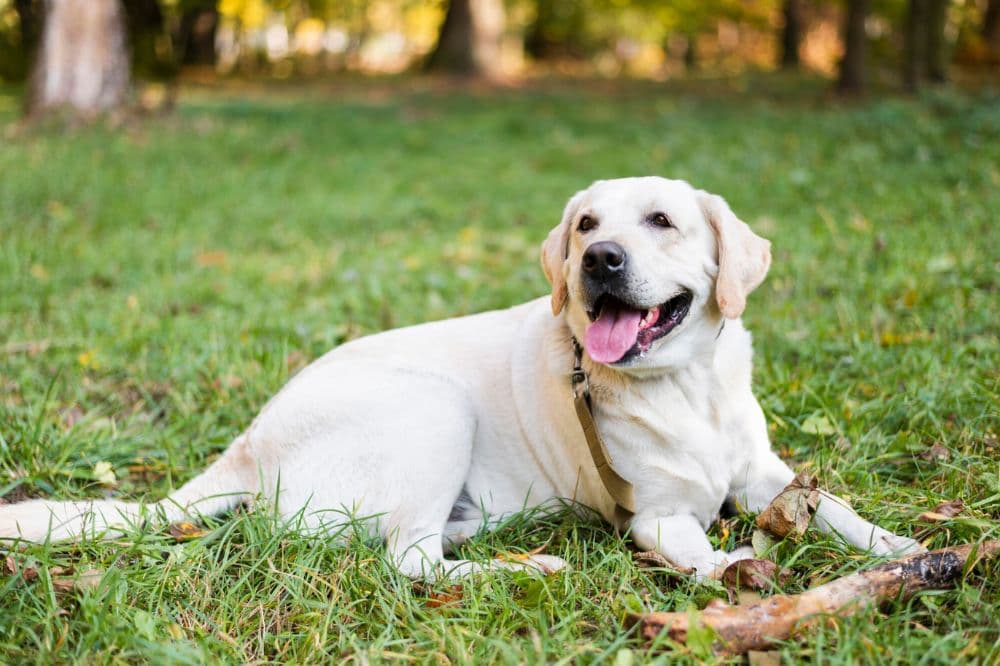 Labrador Retriever