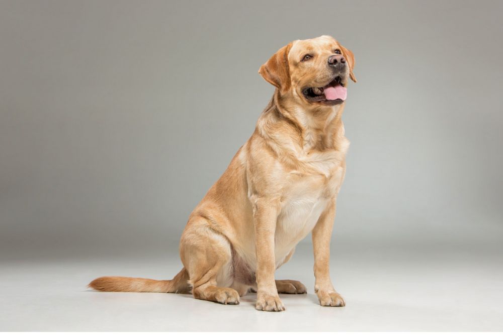 Labrador Retriever
