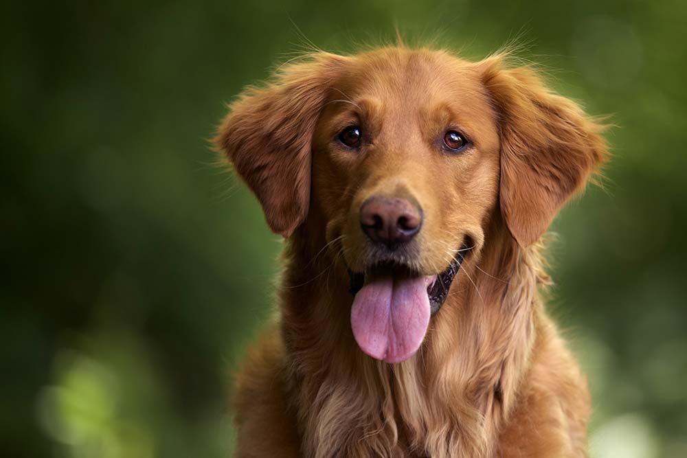 Labrador retriever enciclopedia IT