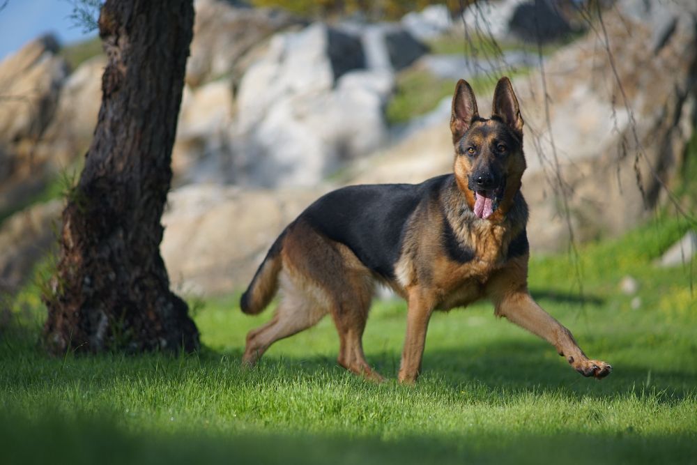 Le Berger Allemand