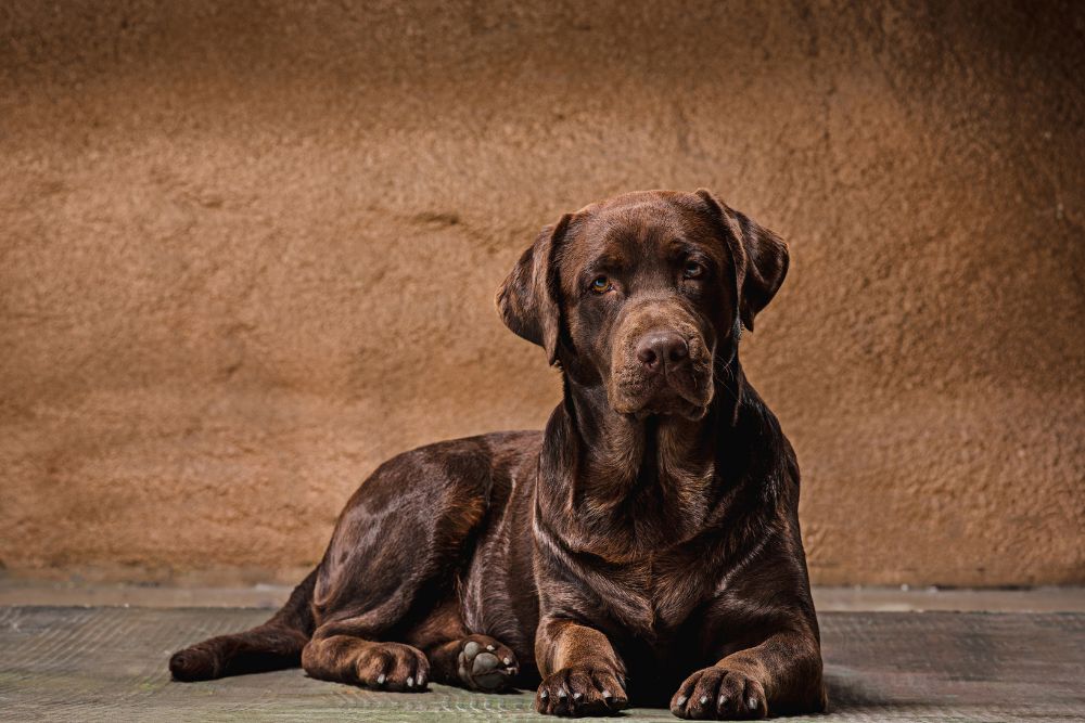 Le Labrador Retriever