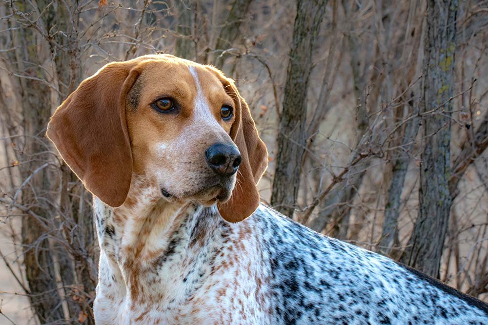 Maladies communes de l American English coonhound