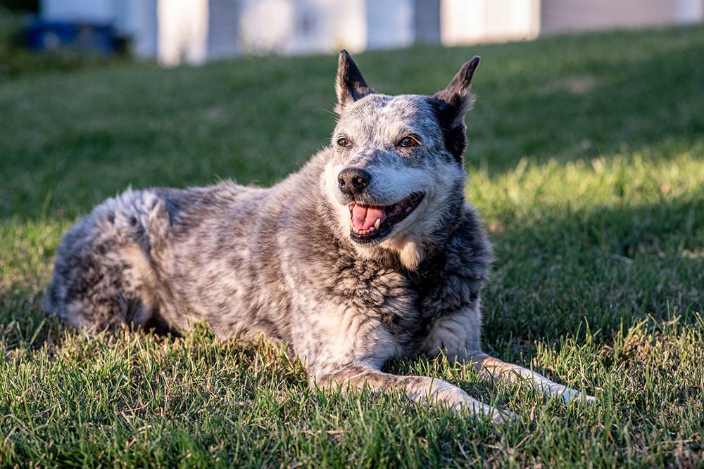 Pastore australiano a coda corta Stumpy Tail alimentazione