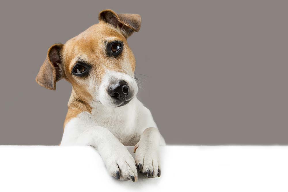 Perche il tuo Cane Scuote la Testa curiosita