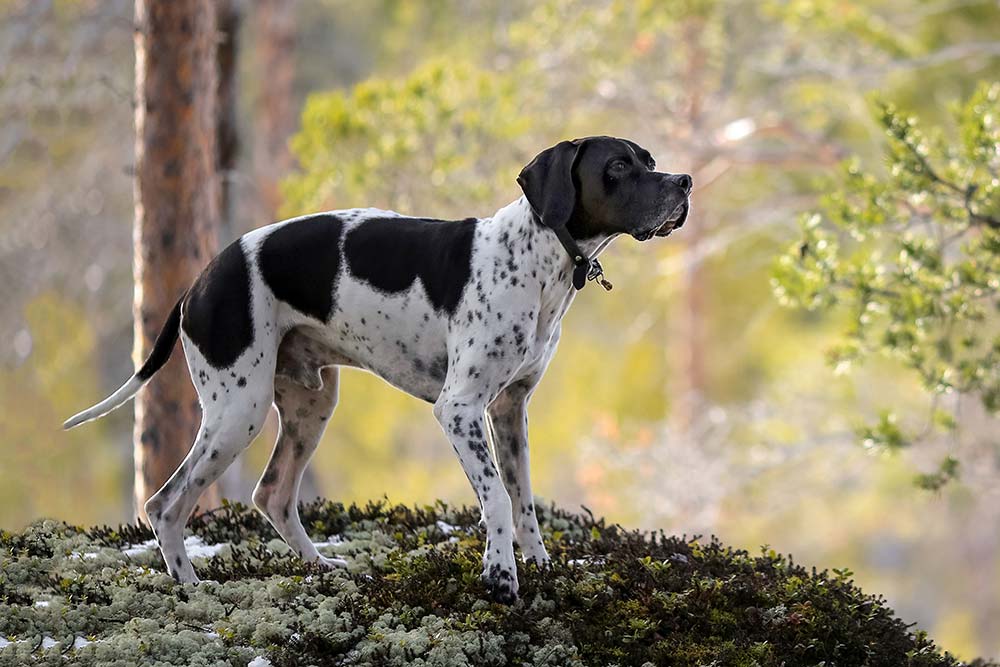 Pointer ingles caracter