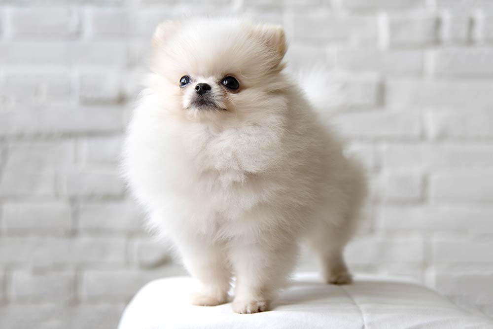 Pomerania
