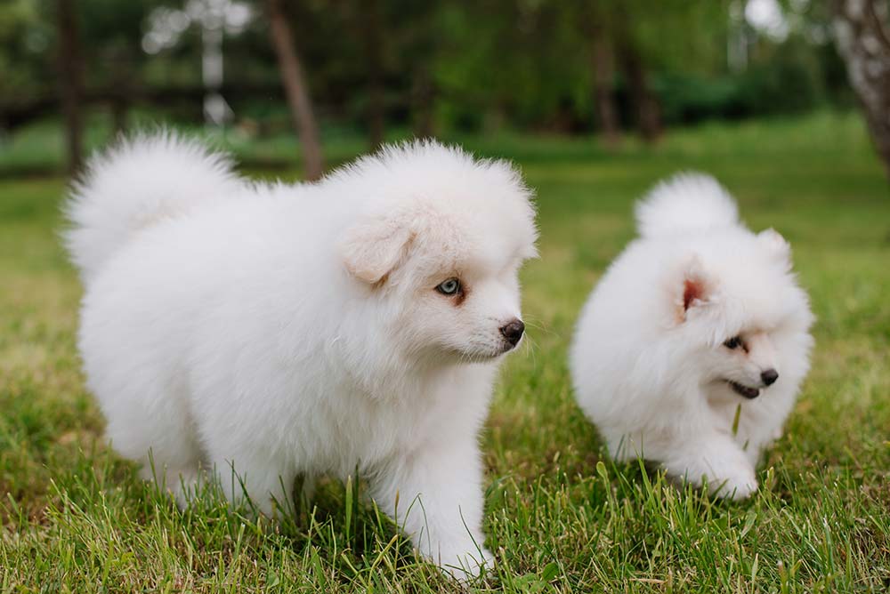 Pomsky caracter
