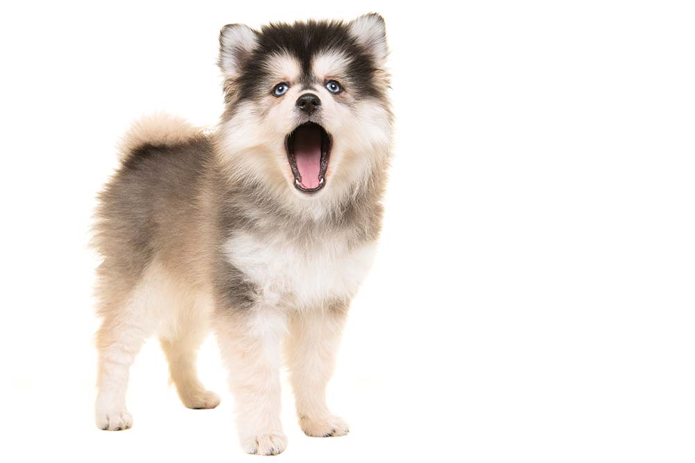 Pomsky problemas
