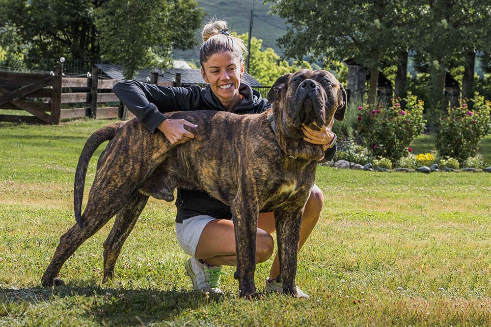 Presa canario caracter