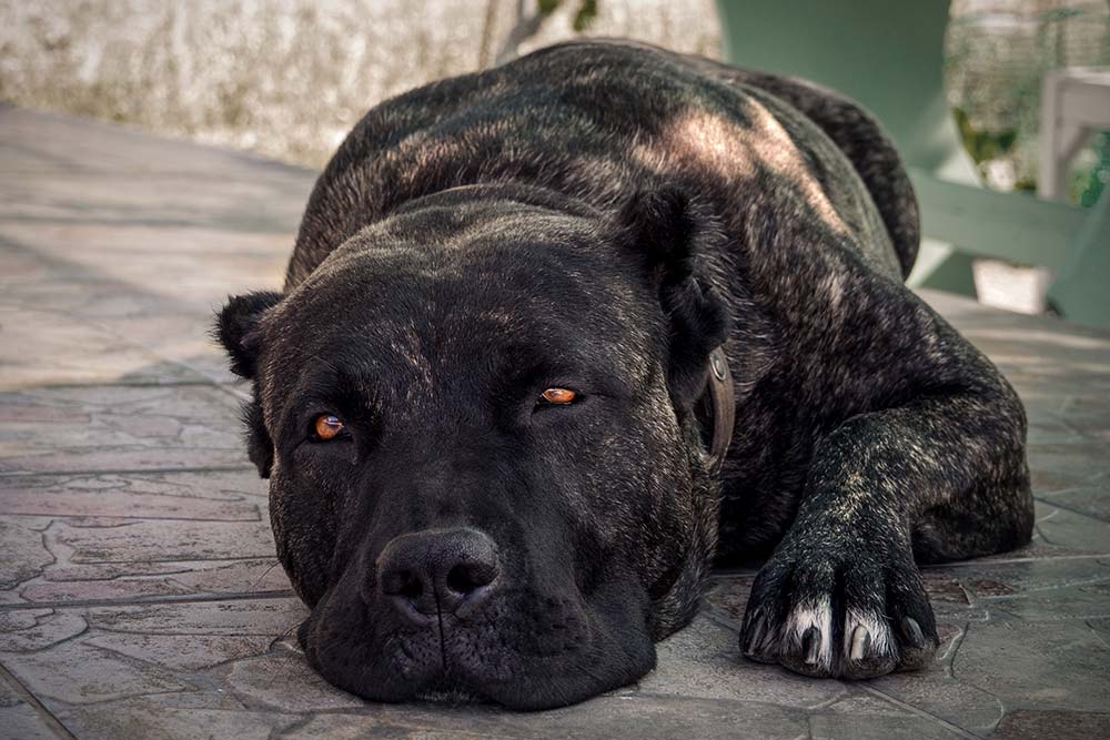 Presa canario problemas