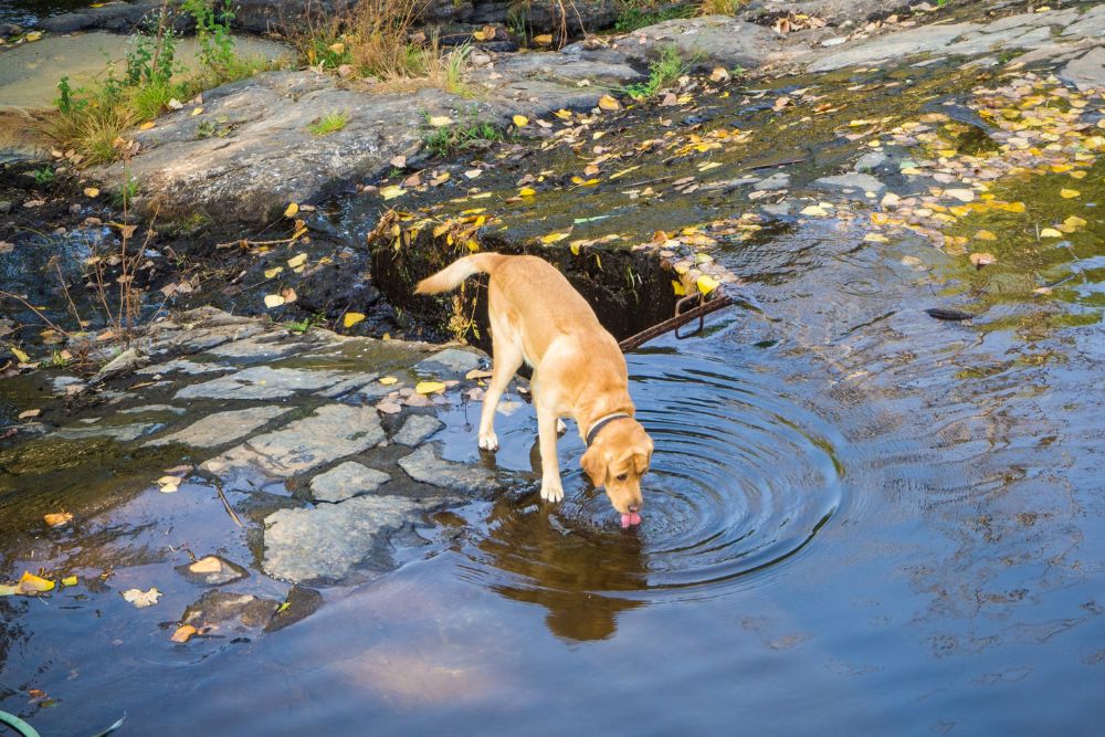 Prevention de la leptospirose chez les chiens