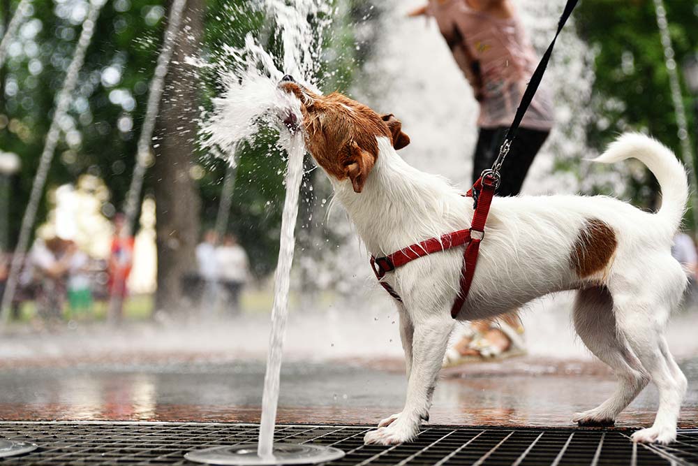 Prevenzione del colpo di calore