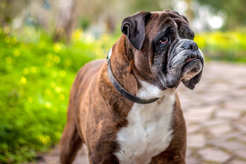Problemas boxer
