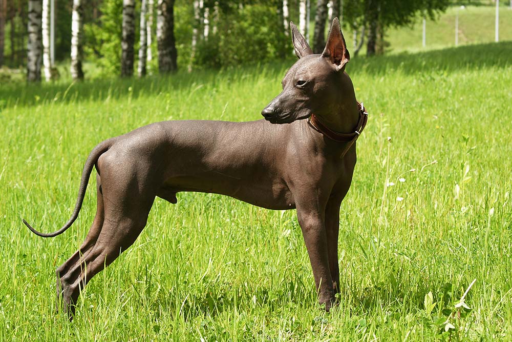 Problemas comunes del xoloitzcuintle