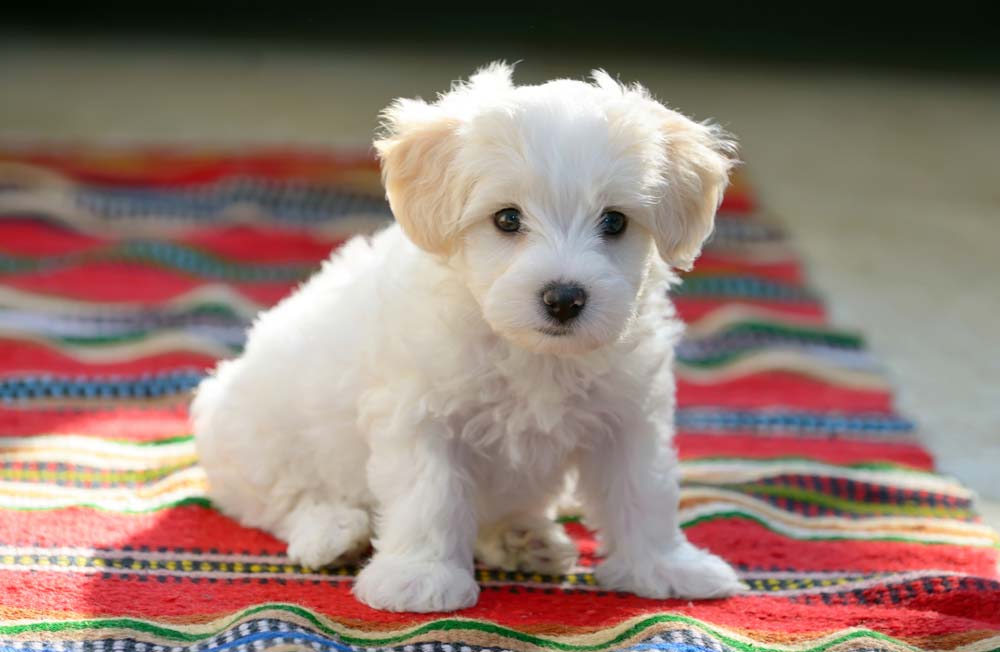 Problemas mas comunes Bichon maltes