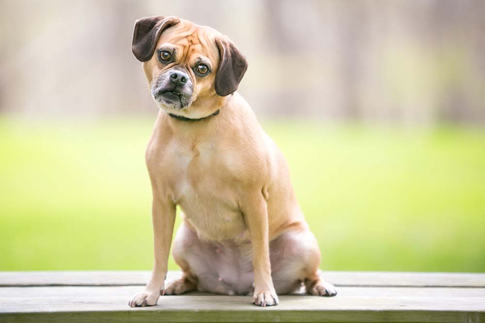 Puggle caracter