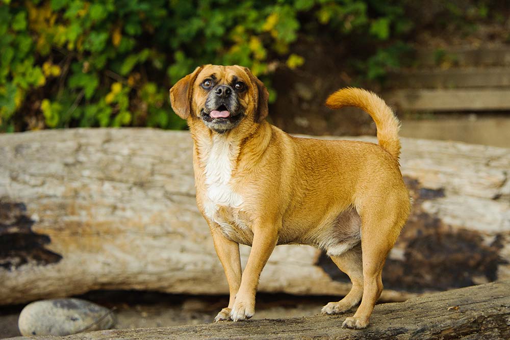 Puggle problemas
