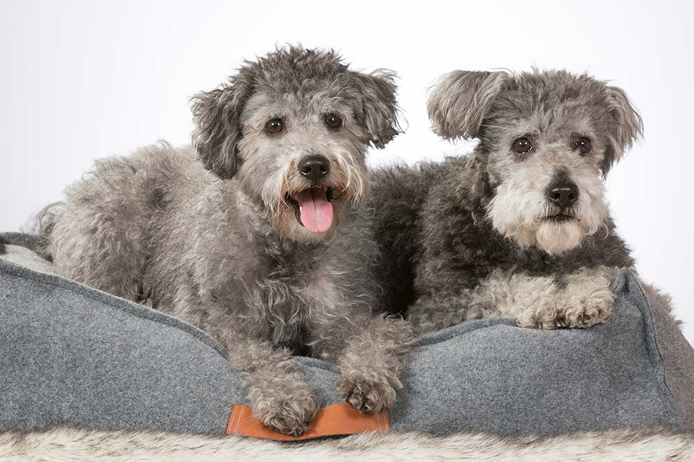 Pumi caracter