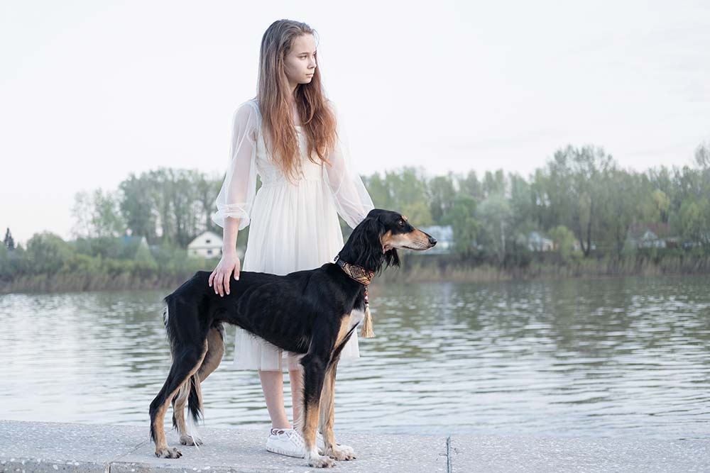 Saluki caracter