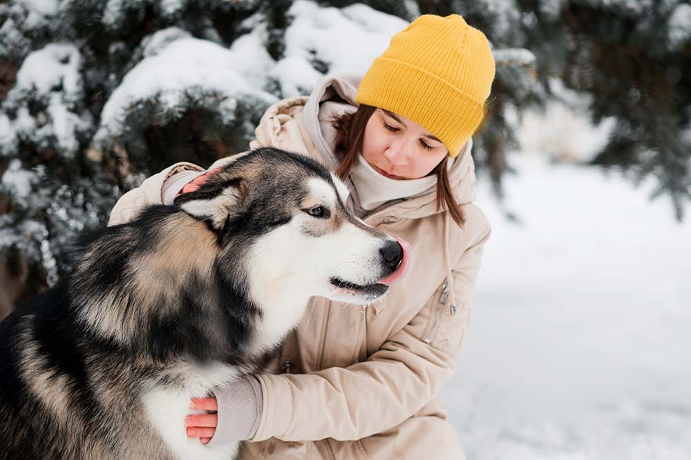 Salute dell Alaskan Malamute