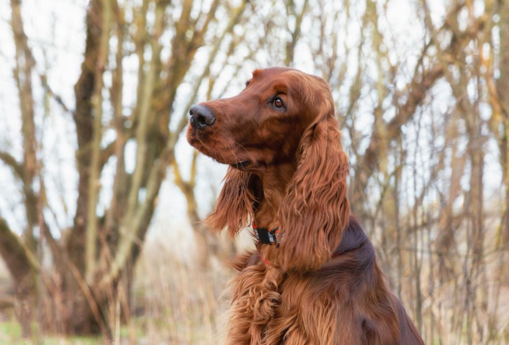 Setter Irlandes