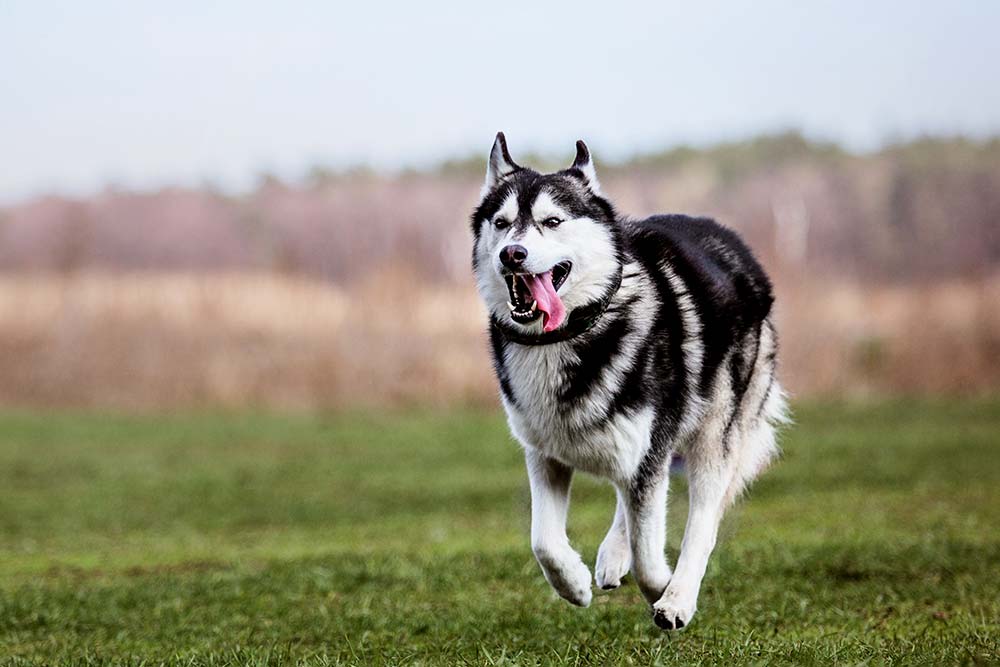 Siberian husky