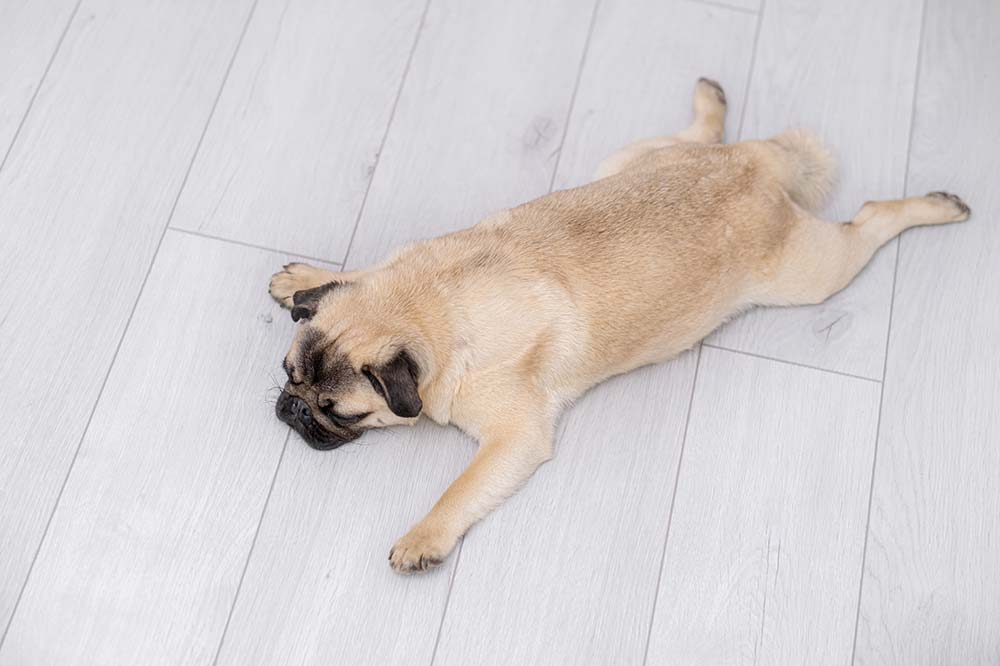 Sindrome del Cachorro Nadador causas