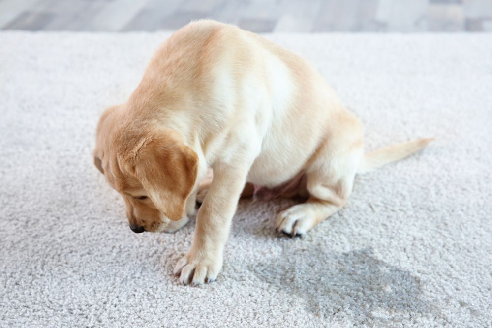 Symptomes de la leptospirose chez les chiens