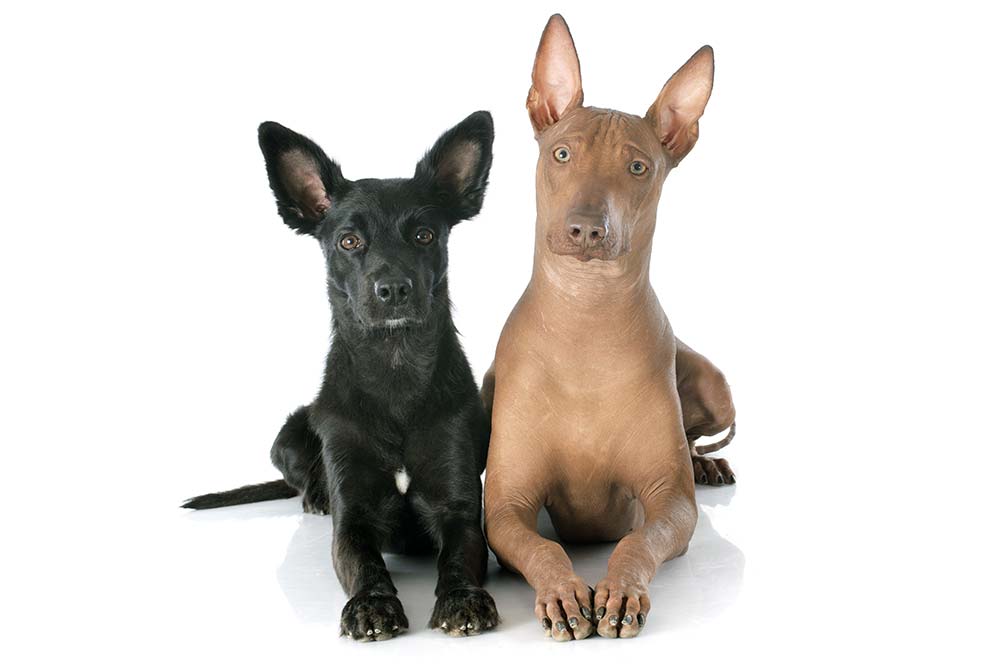 Temperament et personnalite du Chien du Perou