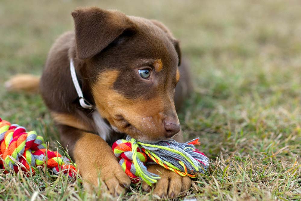 Temperamento del Kelpie australiano