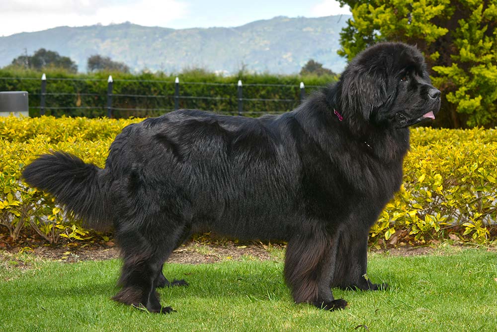 Terranova nero