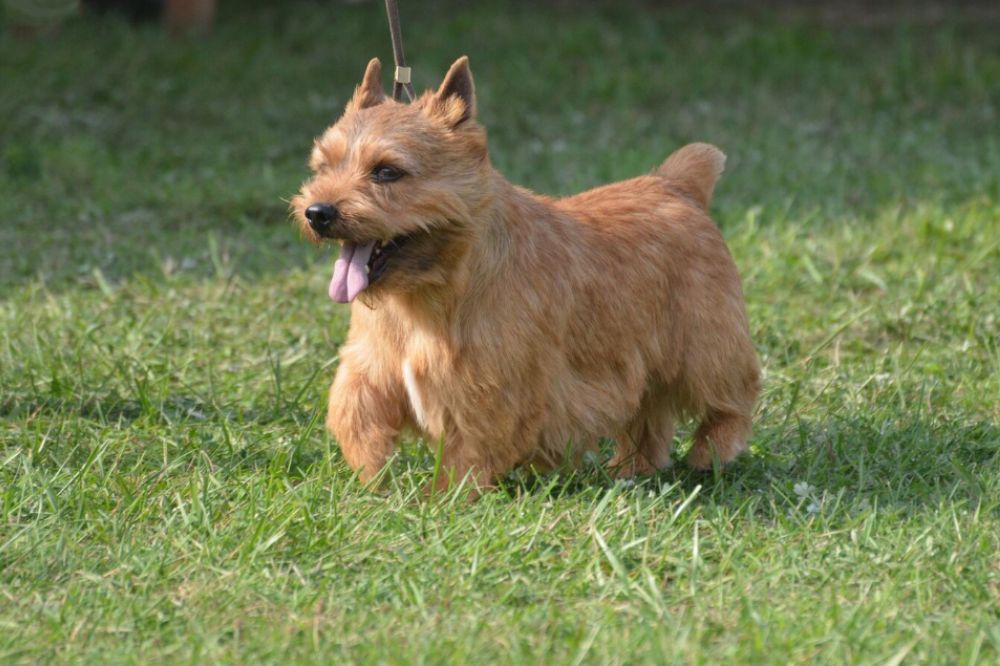 Terrier Norfolk