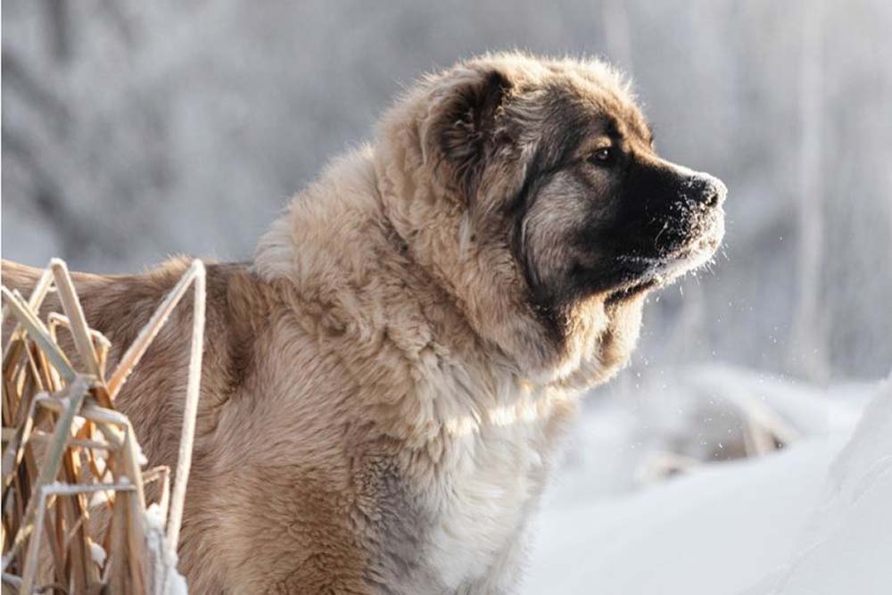 Una dieta all altezza del cane pastore caucasico
