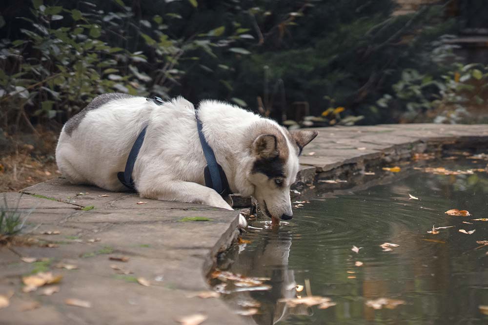 Vie di trasmissione dei parassiti intestinali dei cani