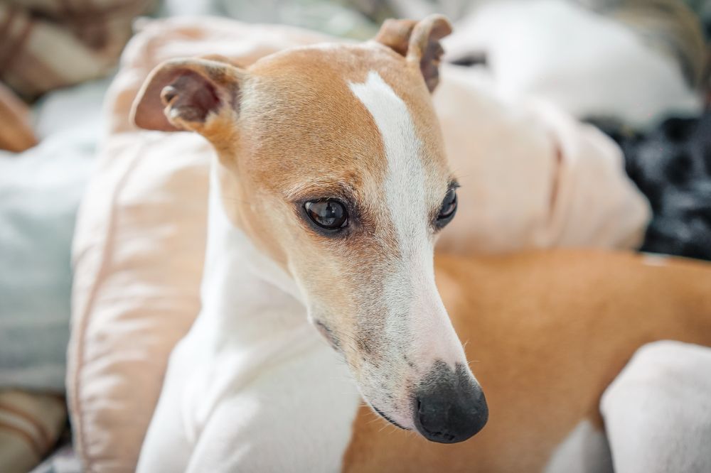 Whippet
