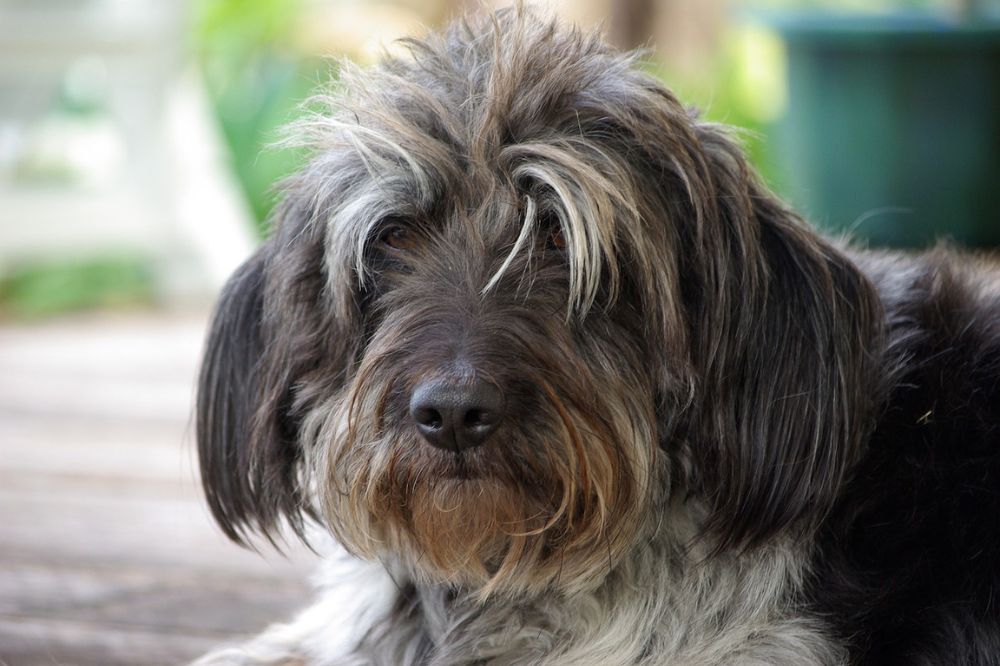 Wirehaired Pointing Griffon
