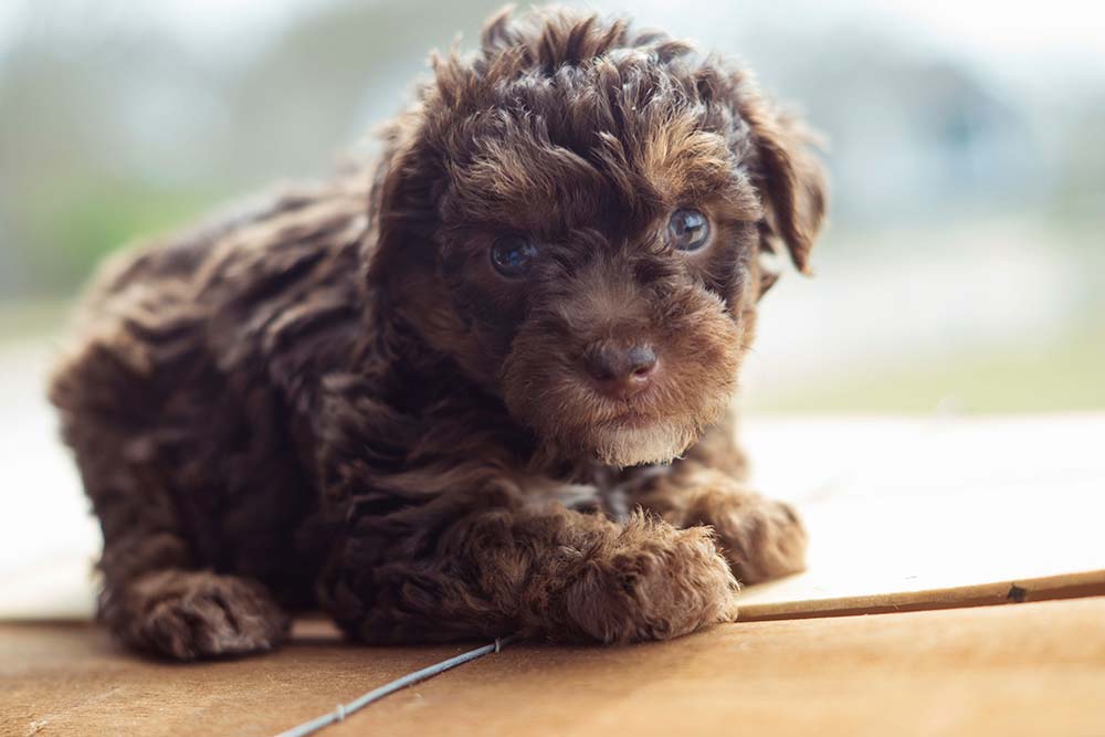 Yorkie Poo problemas mas comunes