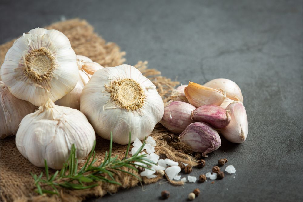 Alimentazione adeguata per i cani cosa possono mangiare