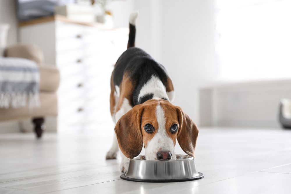 Alternative sicure e nutrienti per i cani