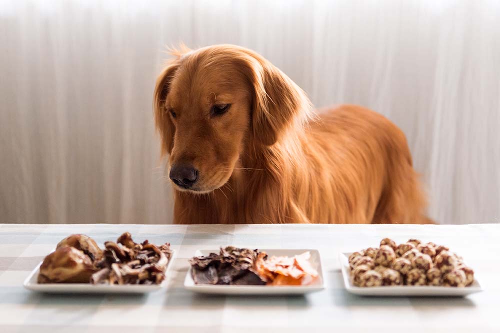 Avantages de l alimentation BARF et fraiche pour les Golden Retriever
