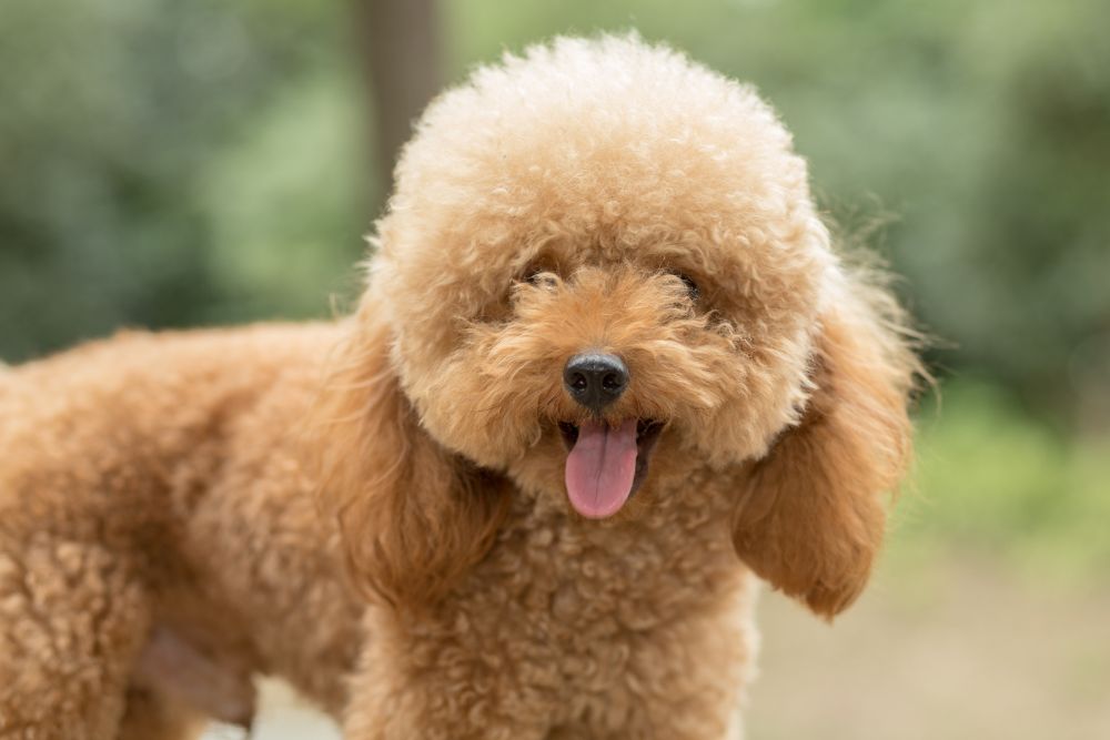 Barboncino (Poodle)