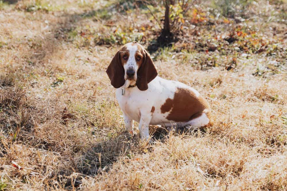 Basset Hound ()